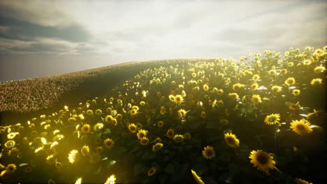 Sonnenblumenfeld-Und-Bewölkter-Himmel